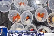 海宁@铲屎官们 养“异宠”或危害国家安全 这些行为违法了