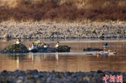 海宁歙县完成安徽首个县域生物多样性调查 共记录物种近4千种